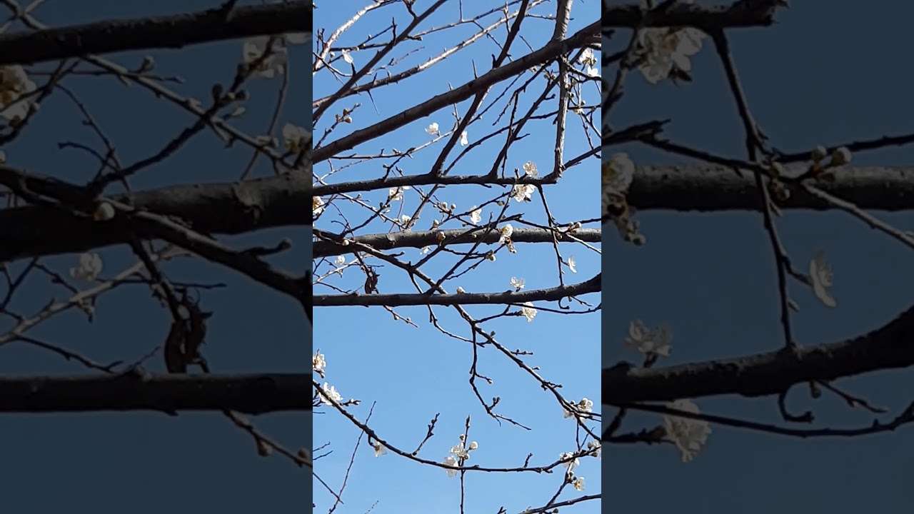 Murat Ölmez hoca - Cuma selası🎵🎶 [Harika Okuyuş]