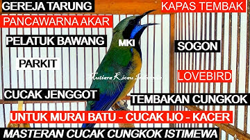 Masteran Cucak Cungkok Istimewa ~ Isian Pedas Tajam Kasaran ~Tembakan Istimewa Masteran Burung Lomba