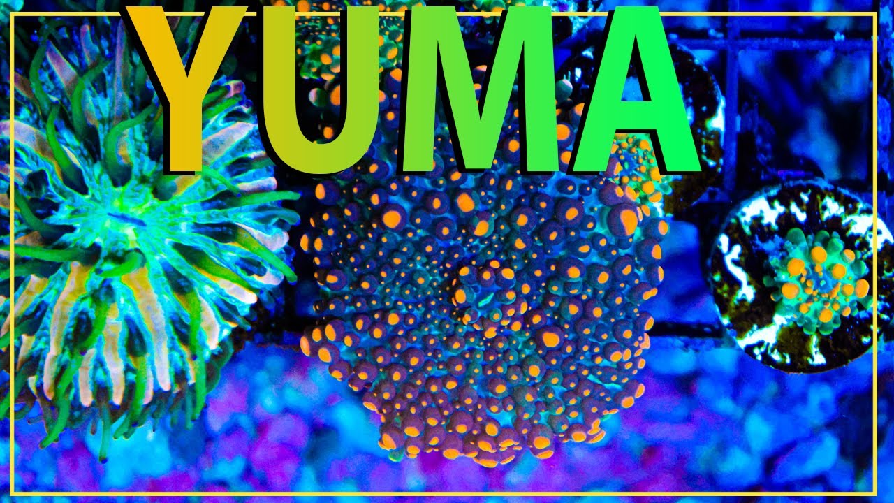 The Secret To Keeping Ricordea YUMA Coral