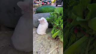 Cute rabbit . A beautiful moment #396 - #shorts