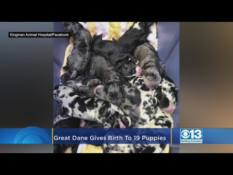 Video: Pet Scoop: Great Dane dzemdē 19 kucēniem, suns kļūst par Sanfrancisko mēru