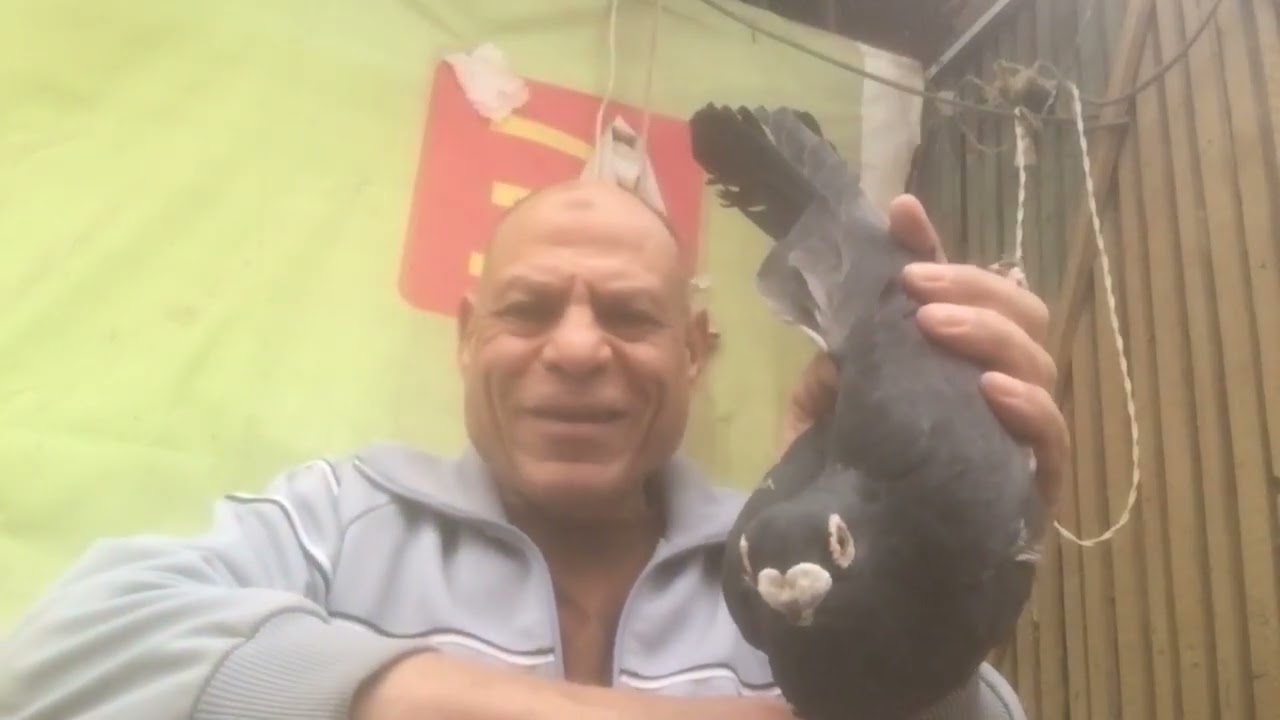 الحمام الغزار.  والصراحة راحه   الحكم.   للواقع وليس الخيال.