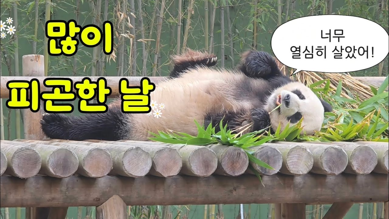 2026.03.05. 러바오의 하루