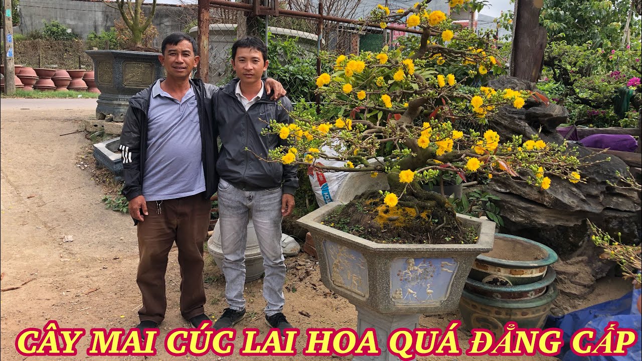 Cây mai cúc rin hoa đẹp nhất vườn chú Hảo