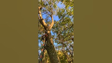 The Power Of Canopy Anchors! SRS Techniques!