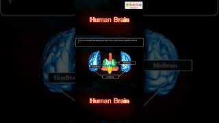 Human Brain | #Shorts | #YouTubeShorts | iKen