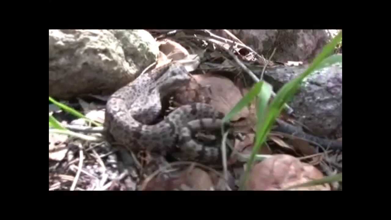 Arizona Field Herping bootleg edition
