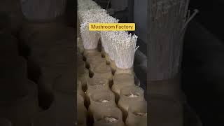Mushroom factory #mushroom #machine #food #automation