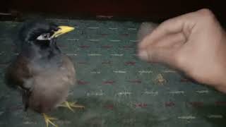 Myna Bird Fighting Like Rooster