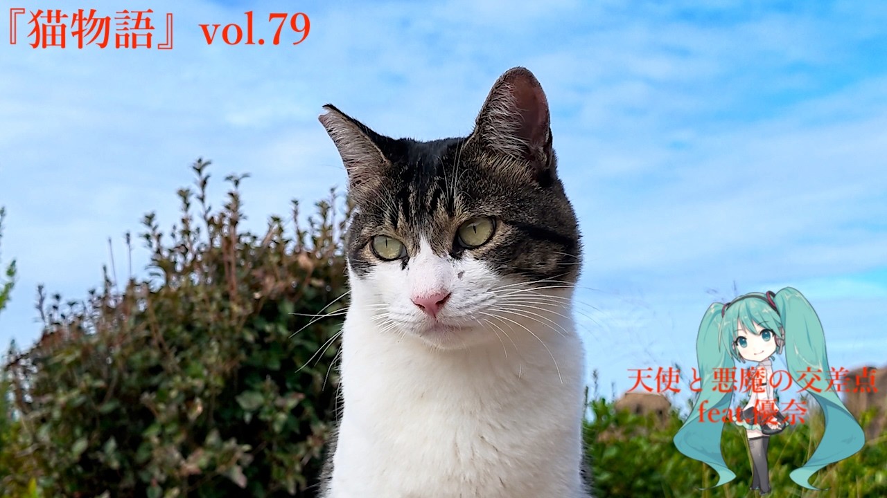 ねこ 猫物語』vol.79 - YouTube