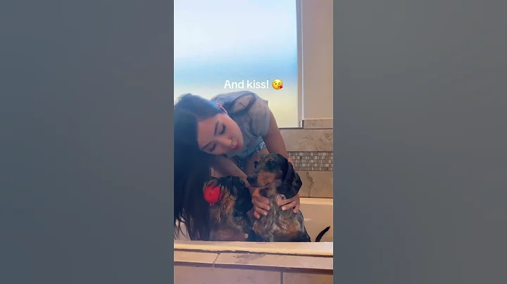 The ending! 🤦‍♀️ #dog #dachshund #viral #shorts