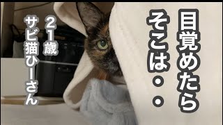 【老猫２１歳】二階で冬支度・サビ猫ひーさん