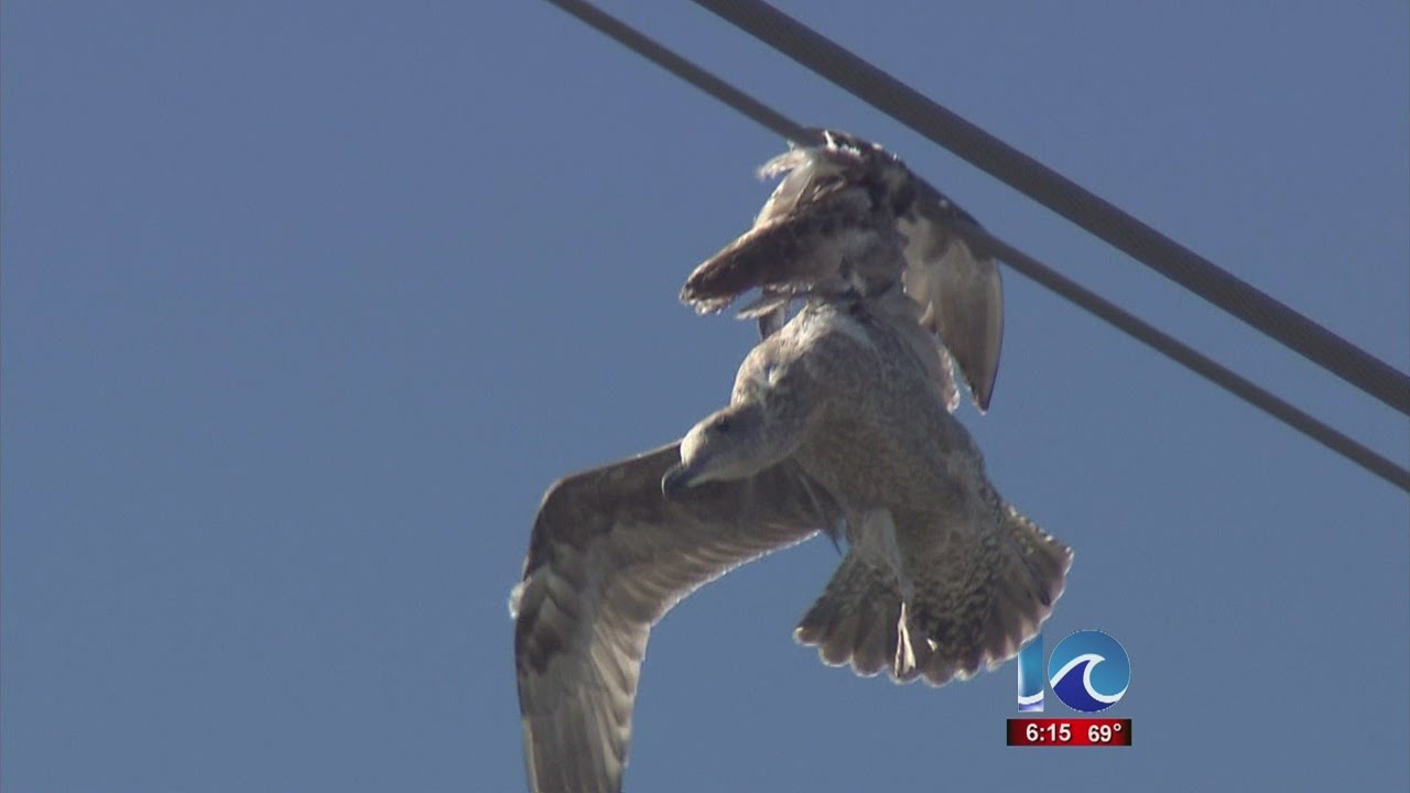 Walter Hildebrand reports on seagull stuck on power line YouTube