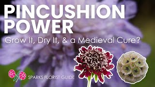 Scabiosa (Pincushion Flower) 101: Grow It, Dry It & the Wild Medieval Cure You Never Knew