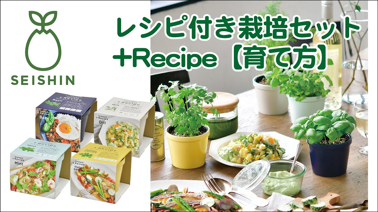 聖新陶芸 レシピ付き栽培セット ｒｅｃｉｐｅ