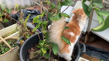 Mận trồng chậu