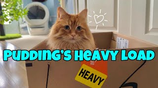 Download Lagu Pudding's Heavy Load: Two Cats and a Big Box 🐈🧡📦 MP3
