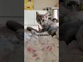 아 꼬시하다 #cat #고양이 #브리티쉬숏헤어 #kitten #pets #cutecat #고양이일상 #shorts