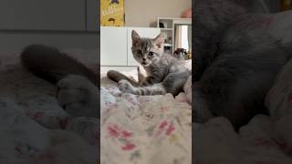아 꼬시하다 #cat #고양이 #브리티쉬숏헤어 #kitten #pets #cutecat #고양이일상 #shorts