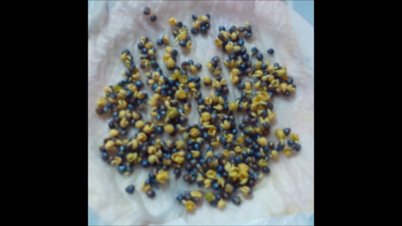 Seed germination of radish seeds (TimeLapse) YouTube