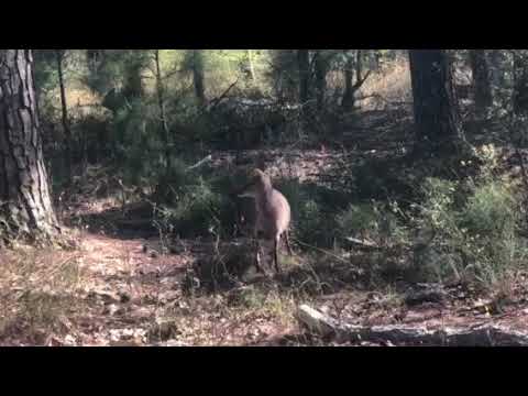 Video Of Chincoteague Island Koa Va From Travyl Couple Youtube