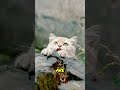 A Cute Moment Captured by a Street Cat Photographer
