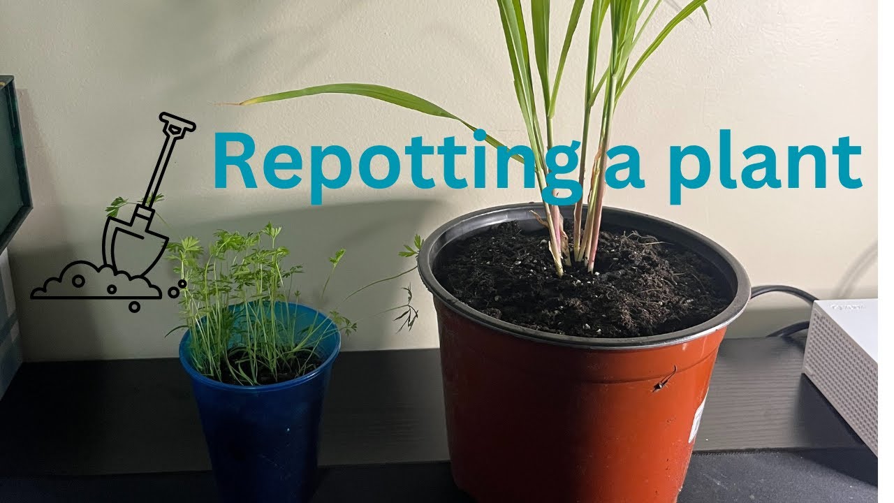 How to Repot Plants! YouTube