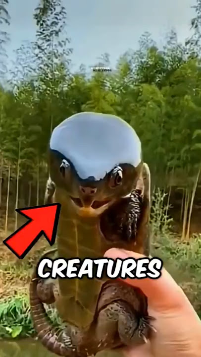 Animals That Came Back From Extinction #animals #wildlife #facts