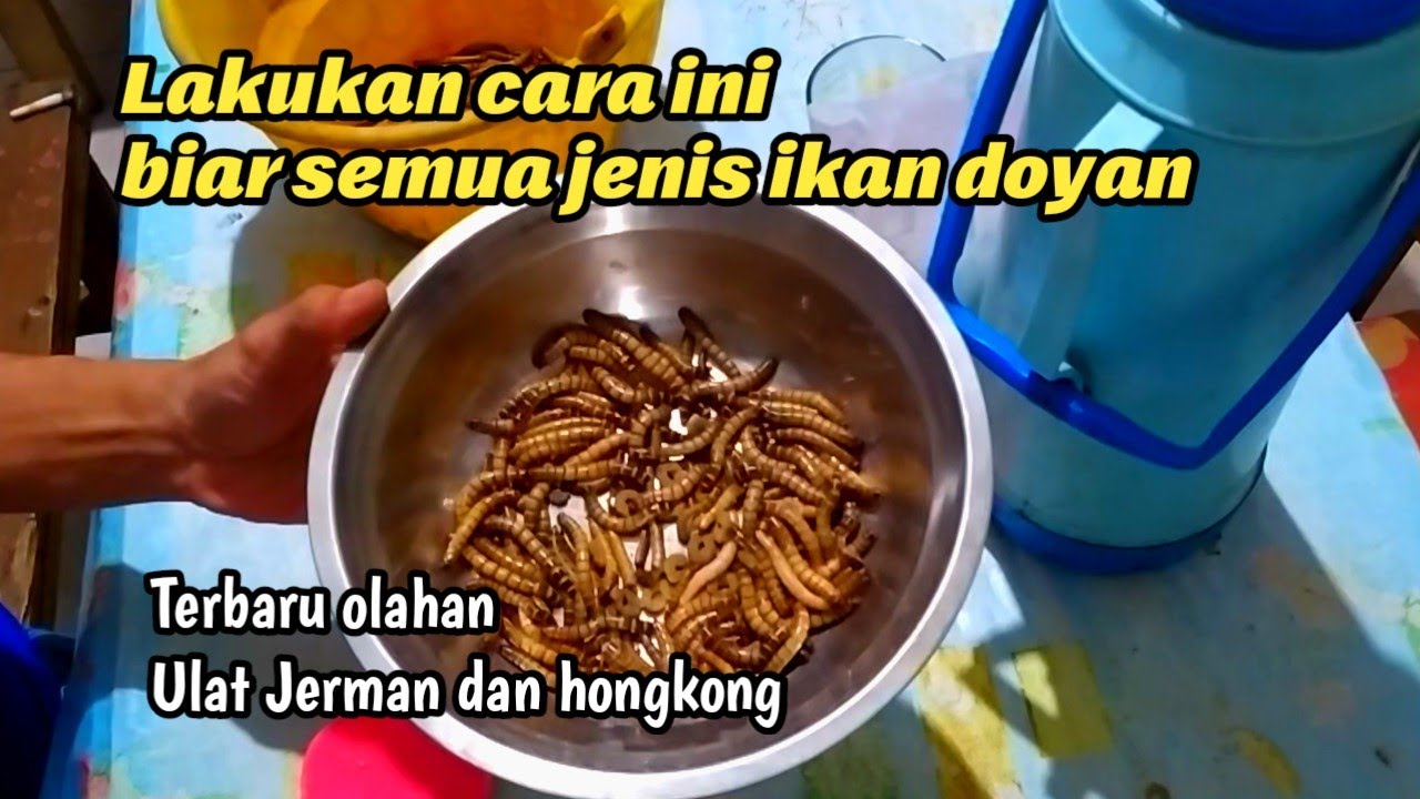 Cara bikin pelet bahan ulat Jerman dan Hongkong umpan ikan lele, bawal, nila dll