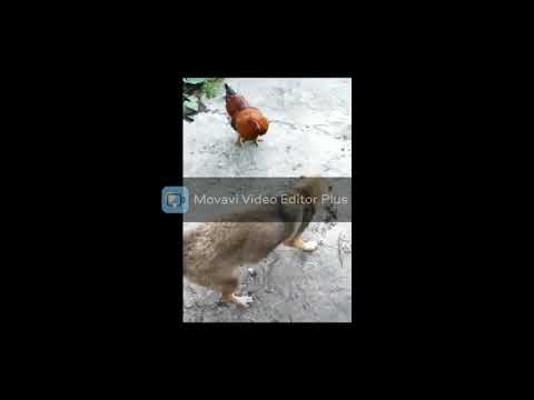 Tavuk VS Köpek Dövüşü - Komik Köpek Dövüşü Videoları