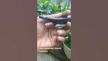 seni lengkung pipa rokok tanduk kambing.#Shorts