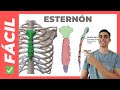 ✅ANATOMÍA DEL ESTERNÓN (Partes) FÁCIL