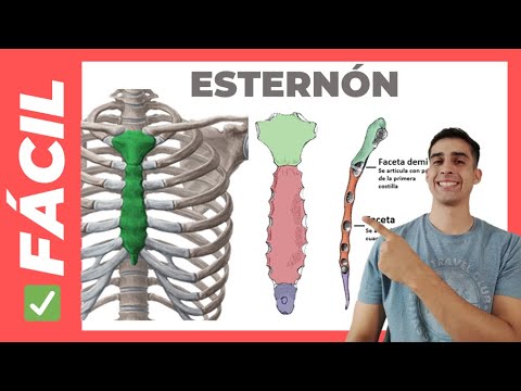✅ANATOMÍA DEL ESTERNÓN