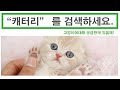 페르시안 고양이분양 사이트 가격 정보 캐터리