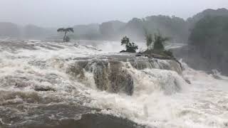 川内川上流の曽木の滝は大雨のため増水した。「ゴーッ」と音を立て、濁流が猛烈な勢いで流れていく＝伊佐市大口宮人    2021年8月13日午前11時50分
