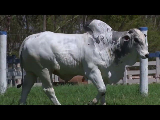 Lote 6   Leilão Virtual João Seiscento