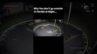 Why You Don't Go Outside in Florida at Night... #florida #everglades