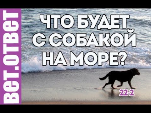 Морская соль для собаки, вредно?  ВетОтвет 22-2