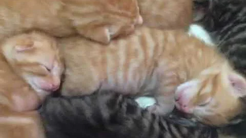 Watch the video about ORANGE POLYDACTYL BENGAL KITTENS!