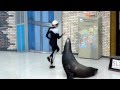 Funny Sea Lion Show