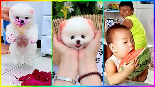 Cute Babies and Puppies Pomeranian 😍 Funny Moments Make You Laugh 🐾 #522 by Min Cute 3,839 views 1 month ago 9 minutes, 19 seconds