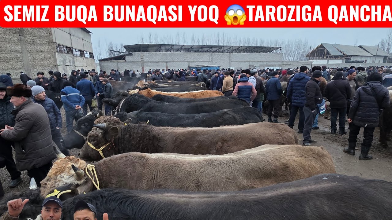 BALIQCHI BOZOR AVJIDA 👍🔥 BARAKA VA TAROZIGA SEMIZ NASILDOR BUQALAR🔥🔥🔥