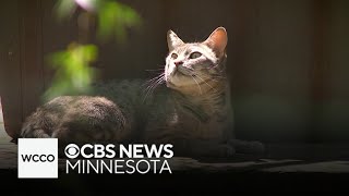 Minnesota's Wildcat Sanctuary breaks ground on expansion project Resimi