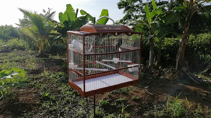 Sona the bullfinch from Trinidad