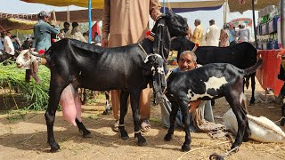 3 March 2026 Live Sahiwal Bakra Mandi Top Class Beetal Milking Goats With Kids-Breeders Bakre