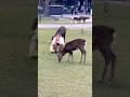 Nara Park deer 🦌 in japan #narapark