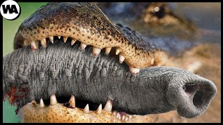 This Is Why Elephants Hate Crocodiles