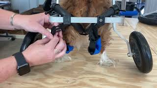 Using Foot Slings on K9 Cart Wheelchair for Small Breeds