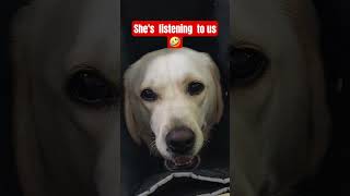 Our Beautiful Labrador dogbreed labradorpuppy doglove dogshorts labradorretriever