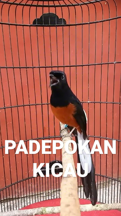 Murai Nembak Panjang
